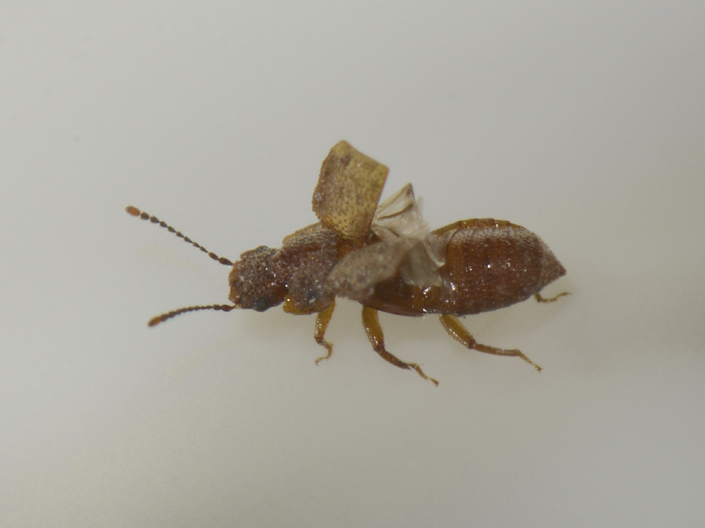 Metopsia sp., Staphylinidae